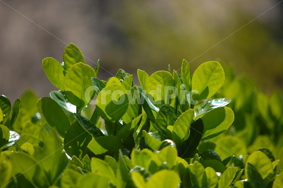 봄,새싹,연두색,파릇,사철나무,나뭇잎,식물,자연,plants,nature