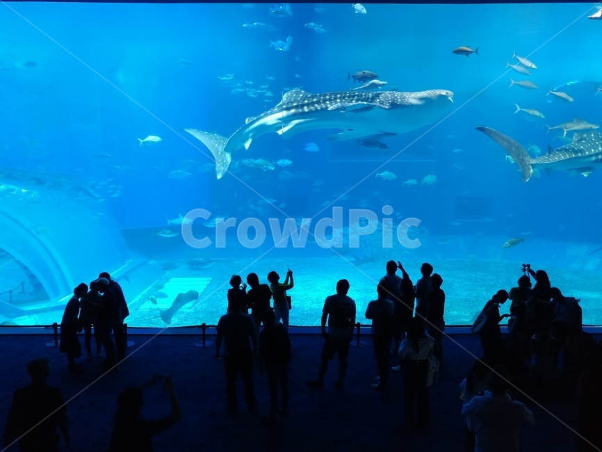 츄라우미수족관,수족관,고래상어,바다,aquatic,물의,상어