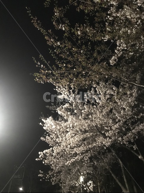 outdoors,옥외,nature,자연,꽃,벚꽃,봄