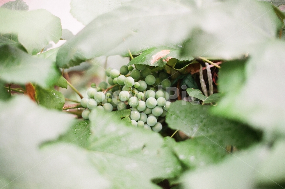 여름,여름과일,청포도,포도,초록색,싱그러움,7월,감성사진,식물,자연,plants,nature,과일,열매,fruit,감성,sensible,feeling