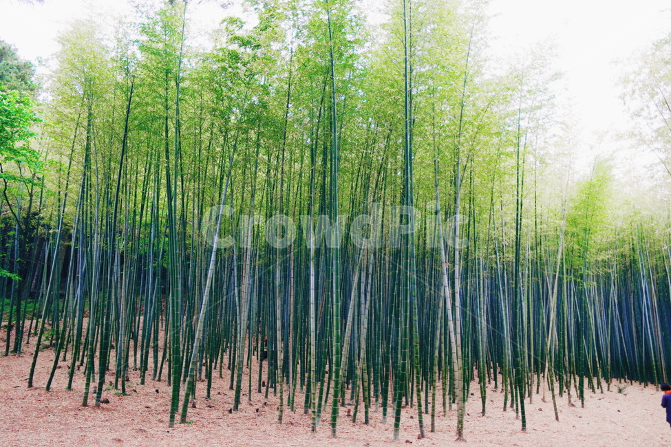 아침,대나무,고요,경관,자연,풍광,nature,landscape,한국자연풍경,koreanaturelandscape,감성,감정,sensible,feeling,emotion,계절,season,마을,rural,한국전통,한국문화,koreatraditional,koreaculture,plant,나무,trees,wood,자연,풍경,nature,landscape,식물,plants,나무,trees,wood