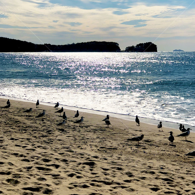파도,하늘,구름,자연,물,해안선,outdoors,nature,sea,ocean,sky,water,푸른,시원한,바다,새,동물,bird,자연,풍경,nature,landscape,해변,바다,beach,sea,동물,animal,조류,새,birds,옥외,대양,shoreline