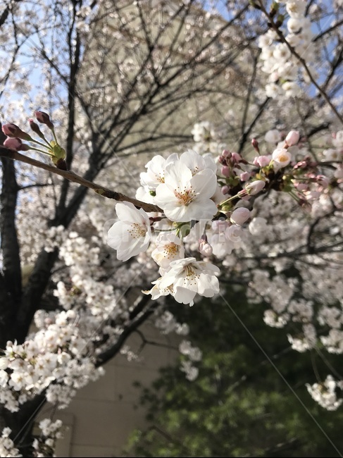 분홍색,벚꽃,화창,봄봄,벚꽃나무