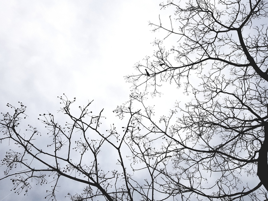 나무,하늘,새,동물,bird,sky,자연,풍경,nature,landscape