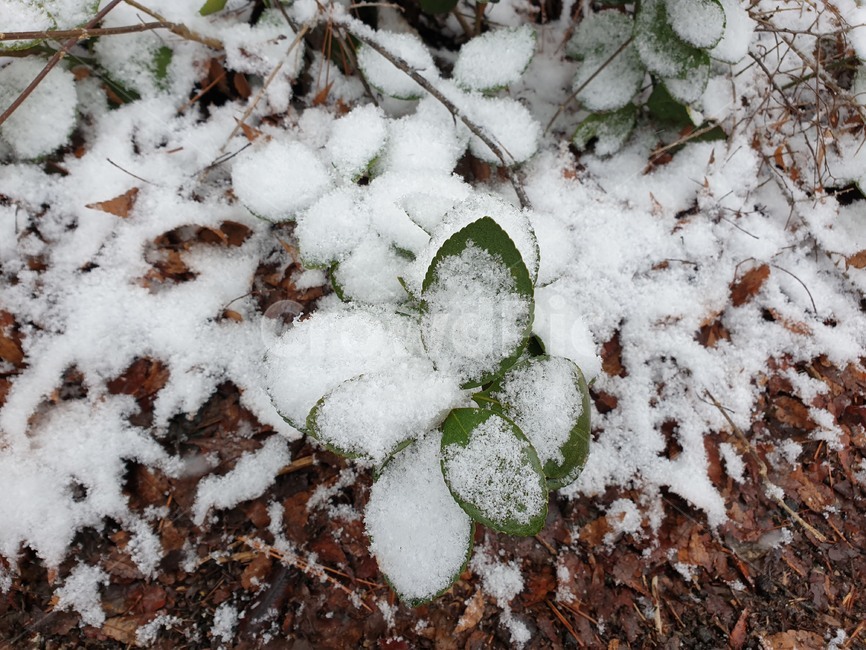 스노우,눈,화이트,흰눈,잎,하얀눈,빙,서리,얼음,winter,ice,frost,frozen,white