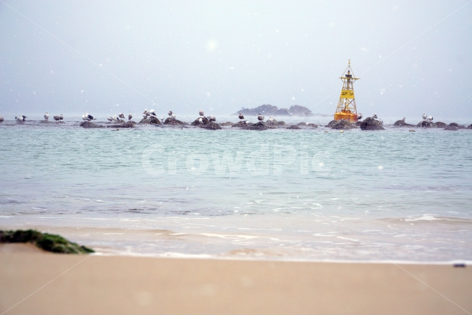 겨울바다,갈매기,해변,모래사장,조용한바다,파도,겨울,바다,물,해변,바다,beach,sea