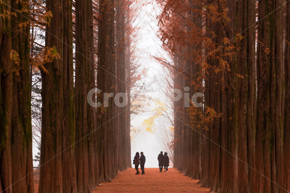 식물,배경,메타세콰이어,나무,가을,가을빛,만추,계절,붉은빛,가로수,오솔길,길,메타세콰이어길,메타세콰이어숲,숲,삼림,늦가을,단풍,나뭇잎,주황색,주황,주황빛,산책로,공원,파크,낙엽,가을색,나무가지,아침,오전,새벽,안개,빛,기상,기후,autumn,tree,plant,햇빛,남이섬,안개낀,human,인간,person,사람,walking,사람들,남여,커플,산책,park,가을,계절,fall,autumn,season,자연,풍경,nature,landscape