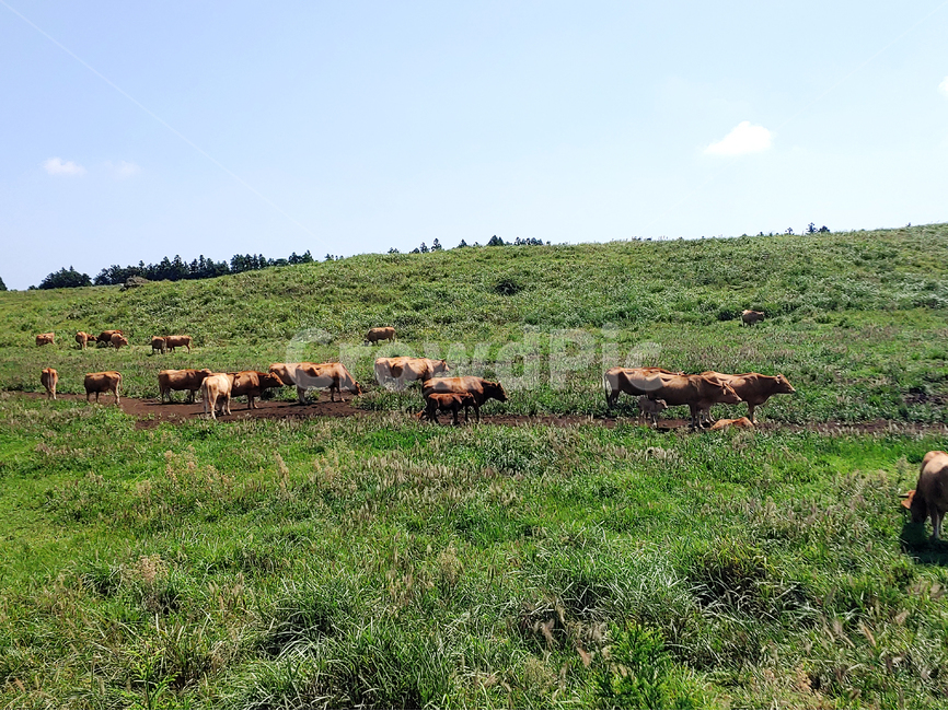 nature,자연,animal,동물,cattle,포유류,mammal,소,cow,가축,field,들,outdoors,옥외,countryside,목초지,grassland,farm,농장,rural,농촌,초원