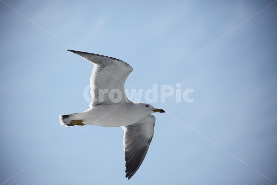 갈매기,바다새,대형조류,commongull,mewgull,laruscrassirostris,괭이갈매기,동물,animal,조류,새,birds