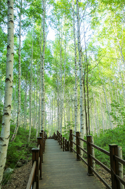 강원도,원대리,자작나무숲,초록,자작나무,자연,풍경,nature,landscape,휴식,힐링,rest,relaxation,healing,plant,식물