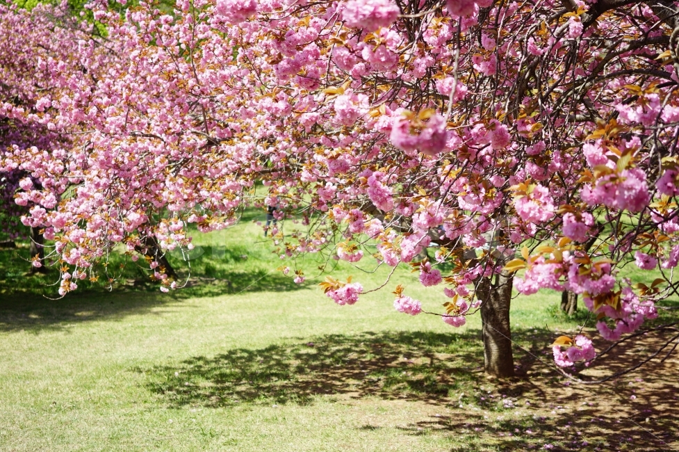 봄,벚꽃,겹벚꽃,꽃,핑크,봄,계절,spring,season,식물,자연,plants,nature,꽃,flower,plant