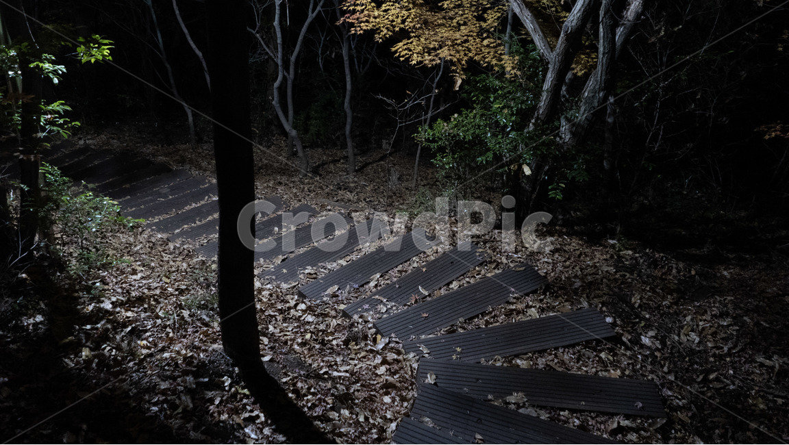 tree,나무,plant,식물,등산로,hikingtrail,trail,trekking,고근산,자연,풍경,nature,landscape