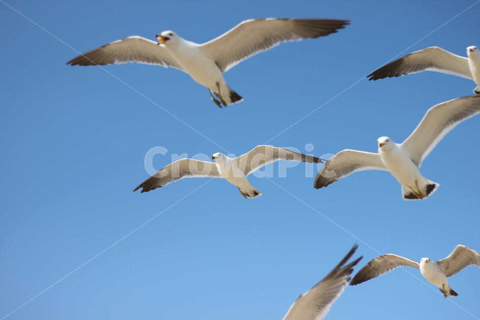 갈매기,비행,seagull,하늘,갈매기때,sky,푸른,맑은