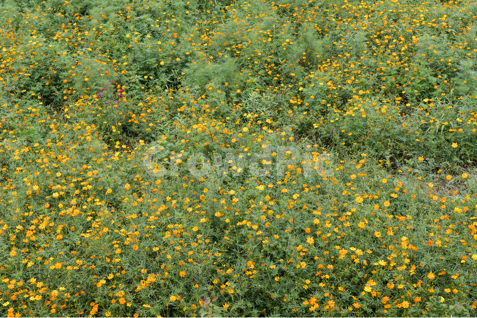 꽃,코스모스,노란색,녹색,자연,식물,풀,식물,자연,plants,nature,꽃,flower