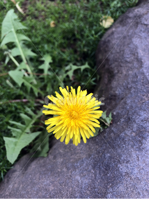 꽃,들꽃,들풀,민들레,민들레홀씨,노란꽃,야생초,야생화,flower,wildflower,dandelion,dandelionspore