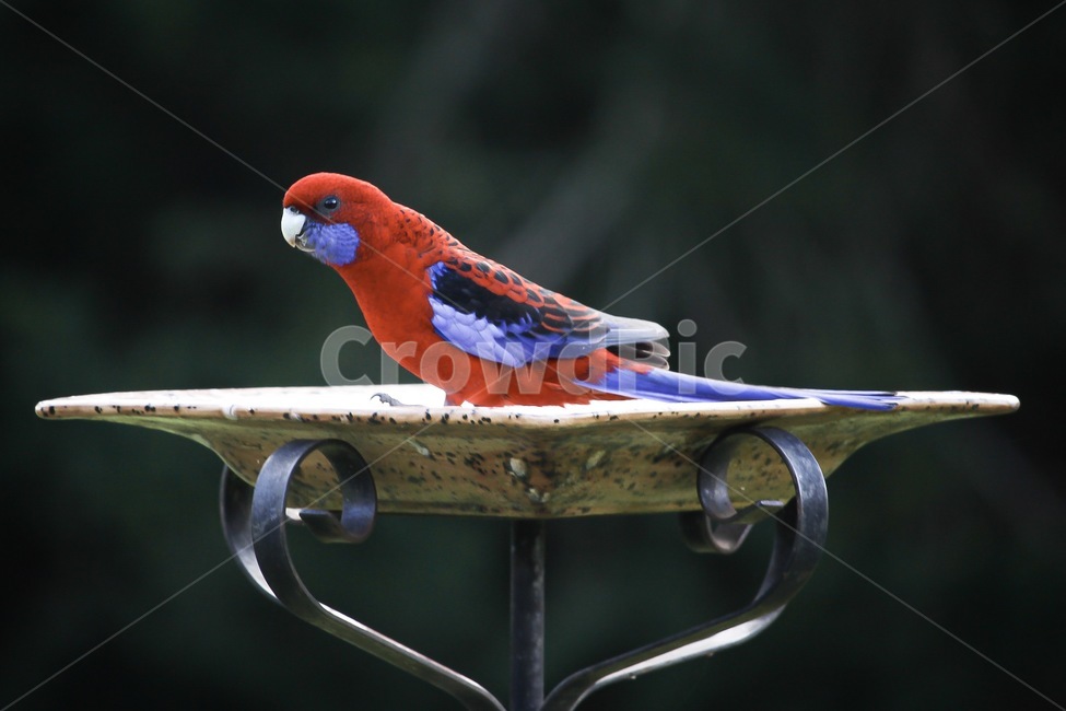 새,앵무새,호주새,빨간앵무새,새모이용,australia,wildlife,와일드라이프,bird,동물,animal,조류,새,birds