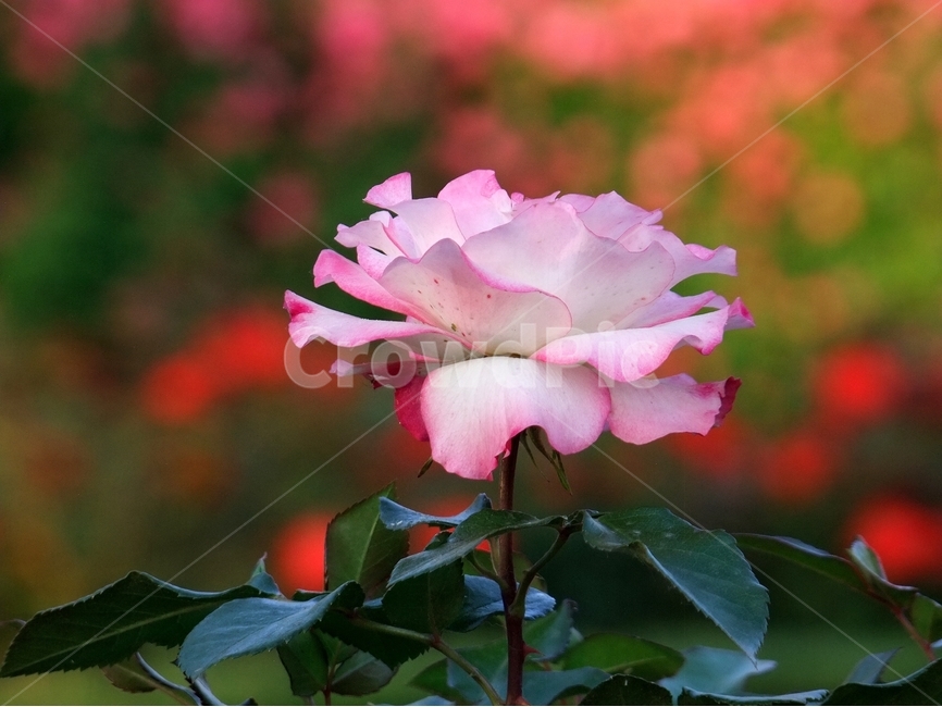 장미,장미꽃,분홍장미,봄장미,장미화,식물,자연,plants,nature,꽃,flower
