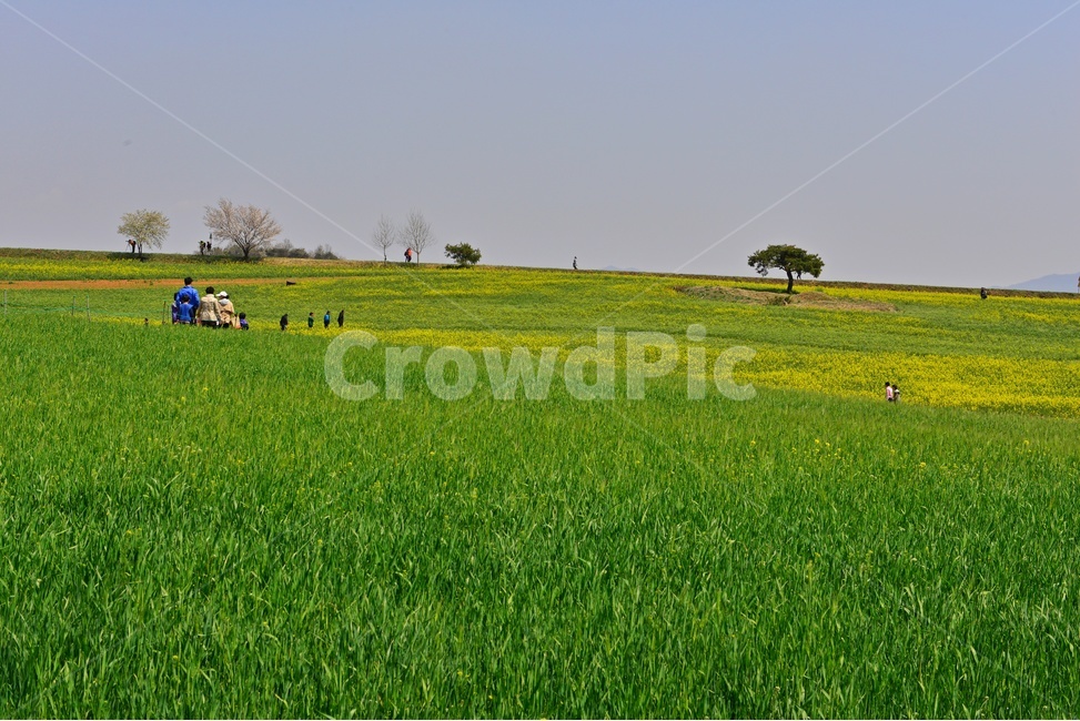 전북,고창,청보리밭농원,학원농장,유채밭,유채꽃,봄,계절,field,들,grassland,outdoors,옥외,nature,자연,rural,농촌,farm,농장,meadow,목초지,human,인간,person,사람