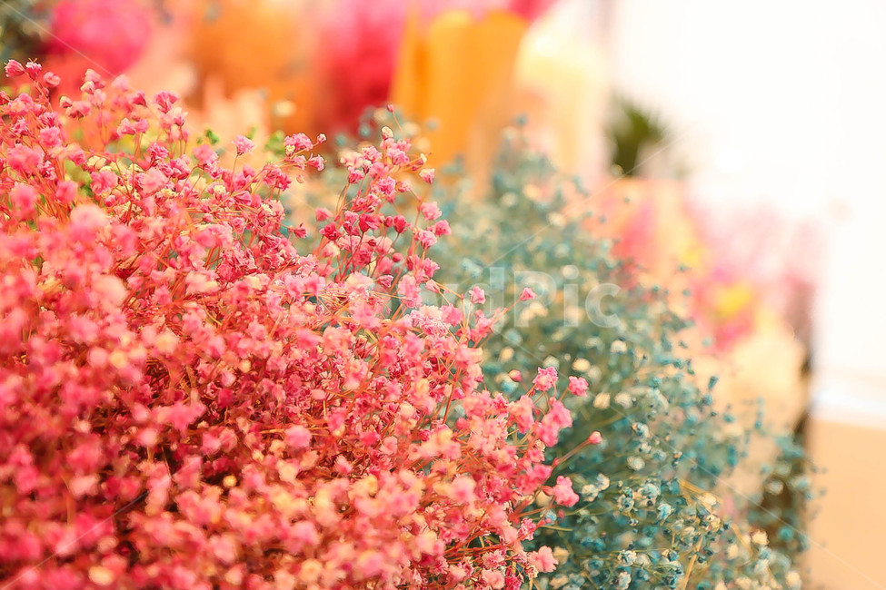 안개꽃,드라이플라워,무지개안개꽃,안개꽃다발,말린꽃,식물,자연,plants,nature,꽃,flower,감성,sensible,feeling,색깔,색상,색채,색감,color sense,color sensitivity,feeling of color