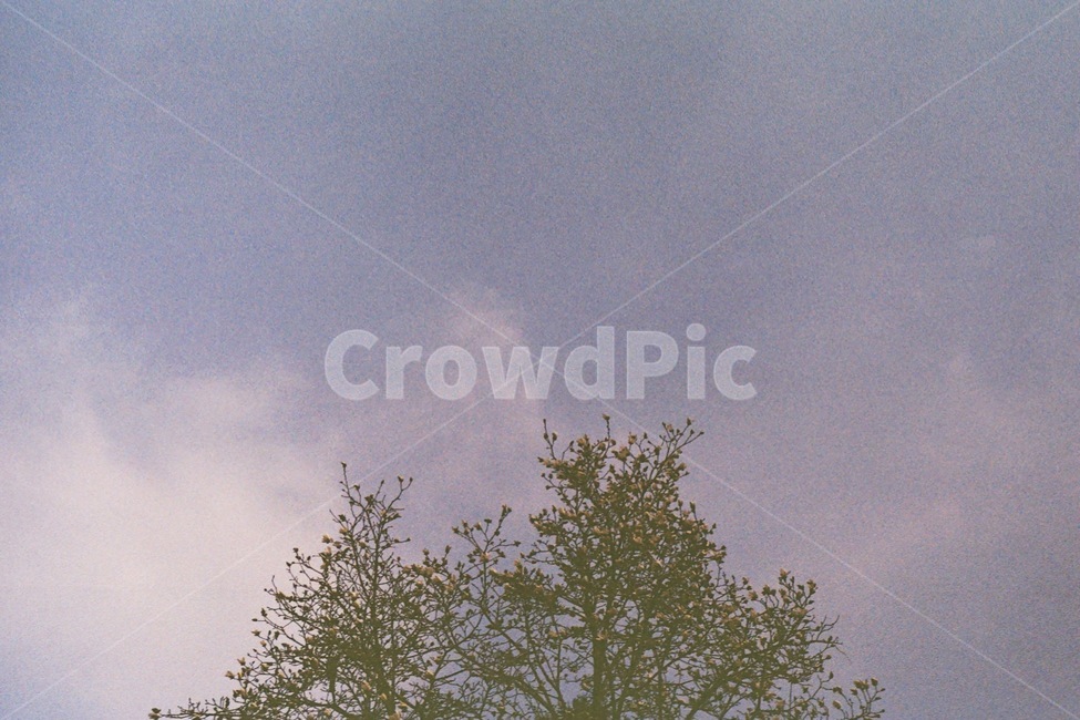하늘,나무,자연,구름,sky,tree,감성사진,아날로그,필름사진,자연,풍경,nature,landscape