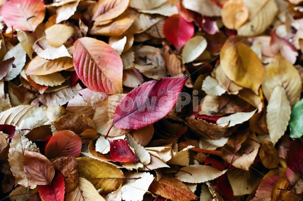 단풍잎,낙엽,가을낙엽,단풍낙엽,가을,가을,계절,fall,autumn,season,식물,자연,plants,nature,plant,leaf,잎