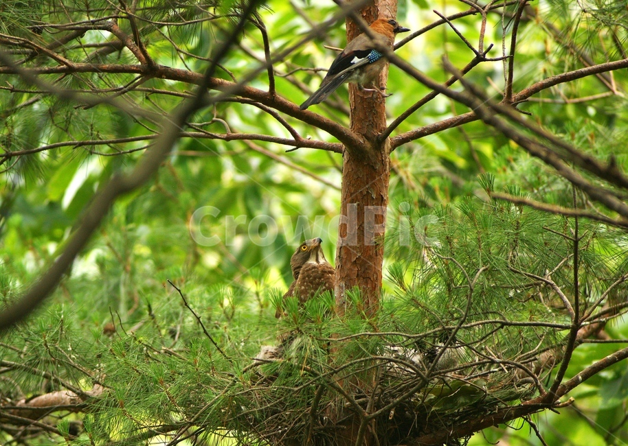 왕새매,육추,둥지,맹금류,새,동물,animal,조류,새,birds