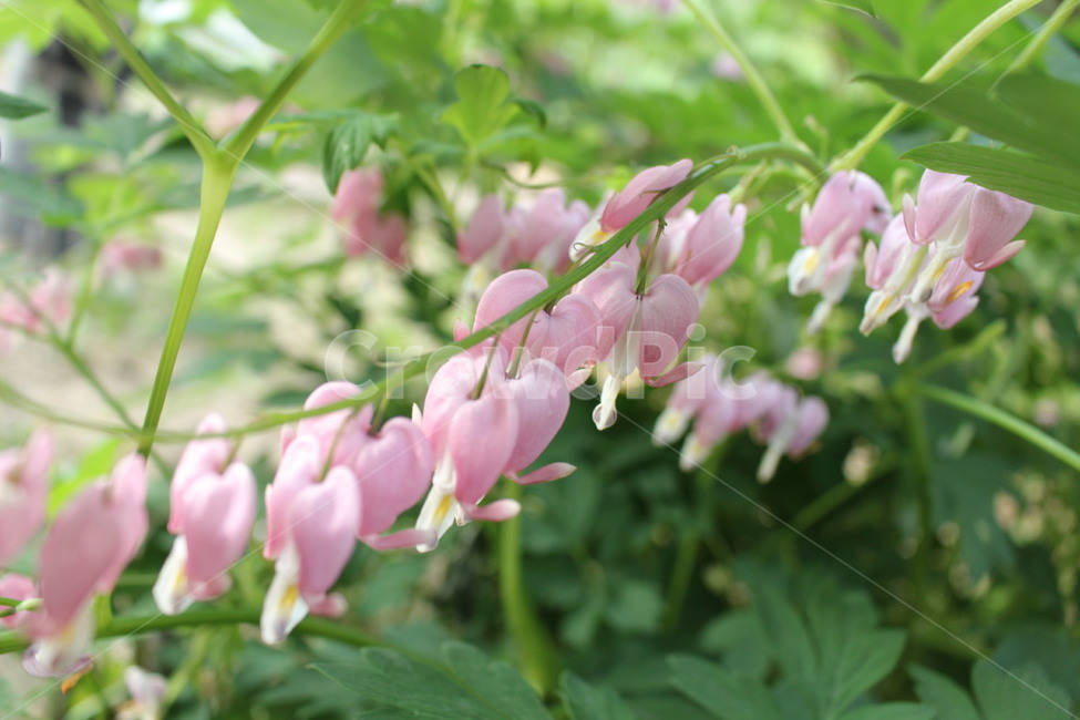 꽃,금낭화,분홍,들꽃,자연,식물,자연,plants,nature,꽃,flower