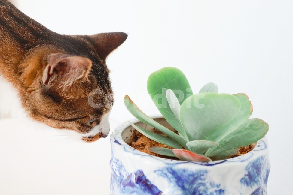 식물,색감,색깔,고무나무,다육이,스투키,화분,식물,자연,plants,nature,동물,animal,고양이,cat,kitten,kitty