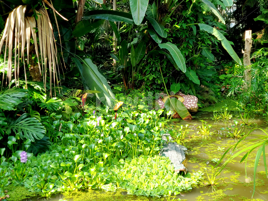plant,식물,vegetation,초목,정글,숲,늪지대,나무,열대우림,열대림,늪,연못