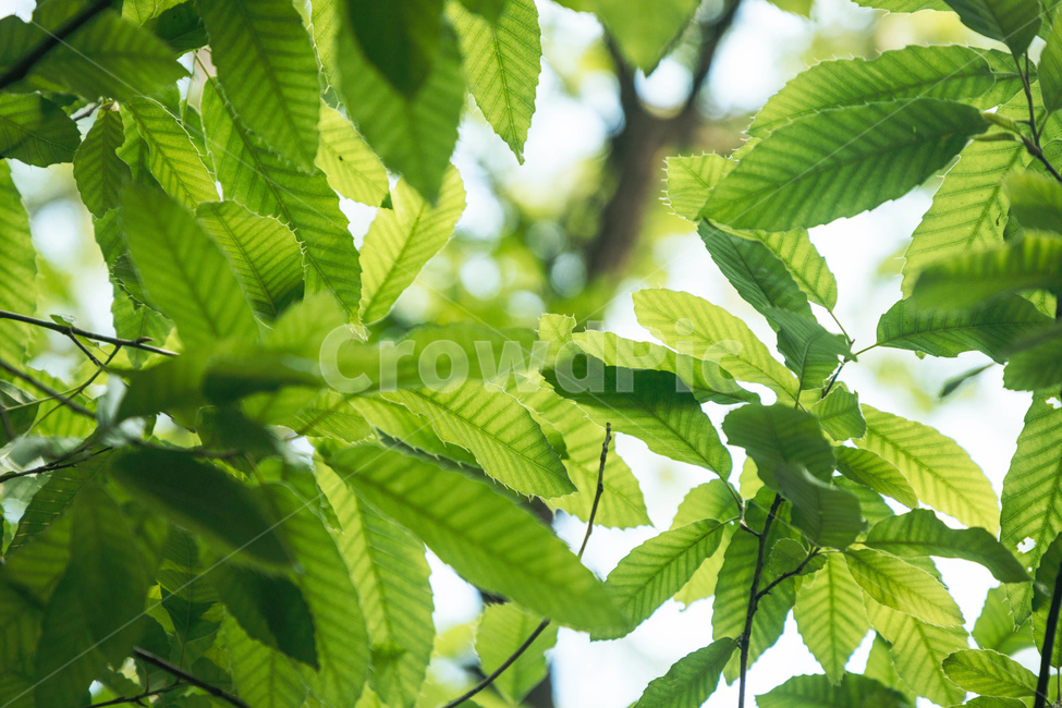 나무,풀,초록,잎,나뭇가지,자연,여름,잎사귀,그린,green,nature,tree,plant,식물,자연,plants,nature