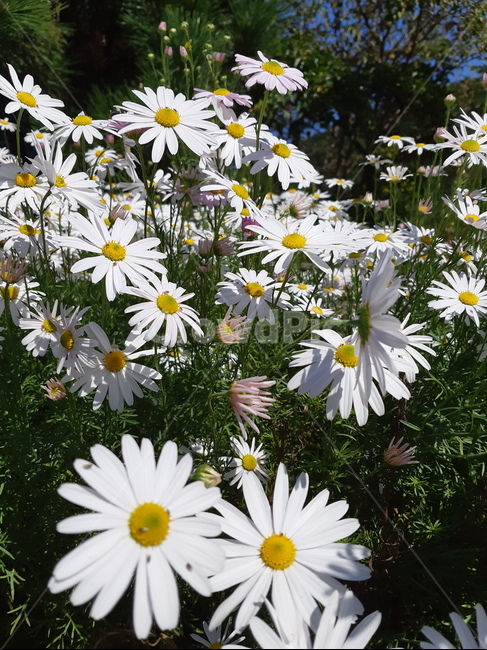 plant,flower,꽃,식물,자연,식물,자연,plants,nature,꽃,flower