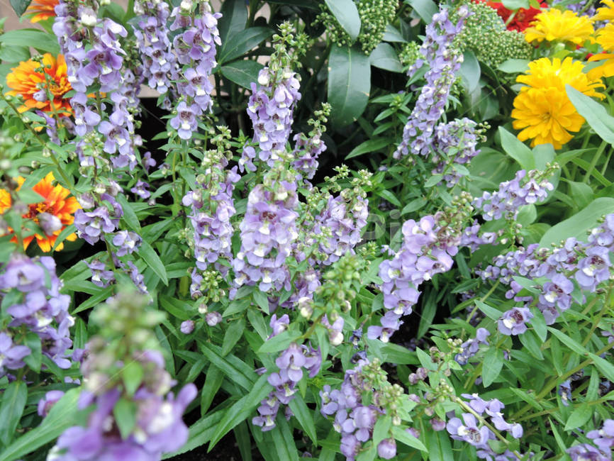 꽃,식물,flower,가든,garden,정원,예쁜,화려한,식물,자연,plants,nature,꽃,flower