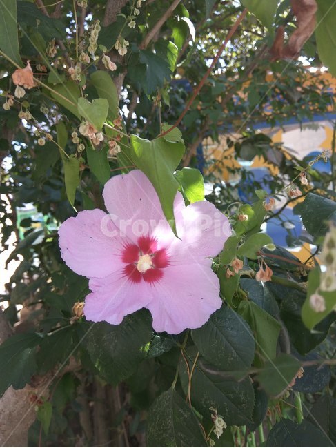 무궁화,꽃,플라워,봄,봄꽃,뷰티풀,flower,bloom,beautiful,hibiscus,히비스커스,식물,자연,plants,nature,꽃,flower