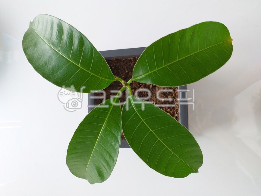 green leaves,mango tree,leaf,small flower pot,mango,pot,leaves,plant,mangotree,young mango