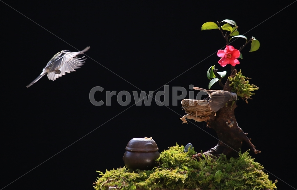 plant,식물,animal,동물,bird,새,새집,동박새,이끼,항아리,동백,동백꽃,식물,자연,plants,nature,꽃,flower,동물,animal,조류,새,birds