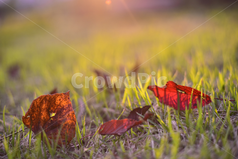 atmosphere,the last leaf,red,Maple leaf,At sunset,autumn lyricism,peeling,fallen leaves,leaves,fall,autumn mood,apatchofgrass,lyrical,season,floor,sensible,green,alawn,autumn background,emotional,feeling,leaf,Emotional photo,Red,agrassplot,Autumn sensibil