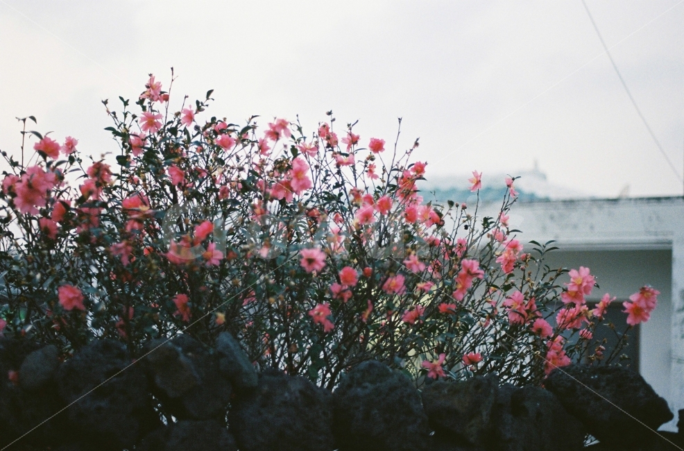 꽃,화사함,차분,우울,고요,감성사진,식물,자연,plants,nature,꽃,flower,감성,sensible,feeling