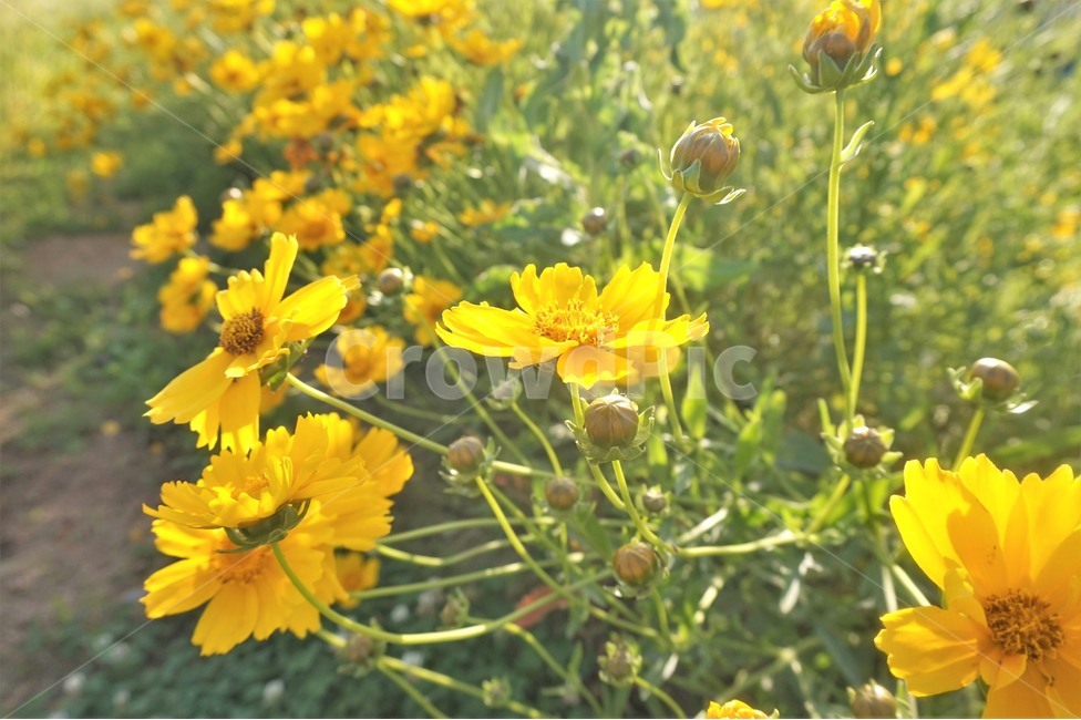 들꽂,꽃,산책로,노란꽃,봄,봄꽃,flower,wildflowers,식물,자연,plants,nature,꽃,flower