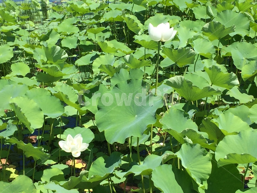 연꽃,lotus,연못,white,pool,식물,자연,plants,nature,꽃,flower