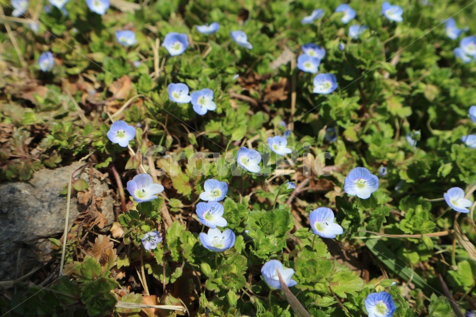 꽃,blossom,plant,식물,flower,식물,자연,plants,nature,꽃,flower
