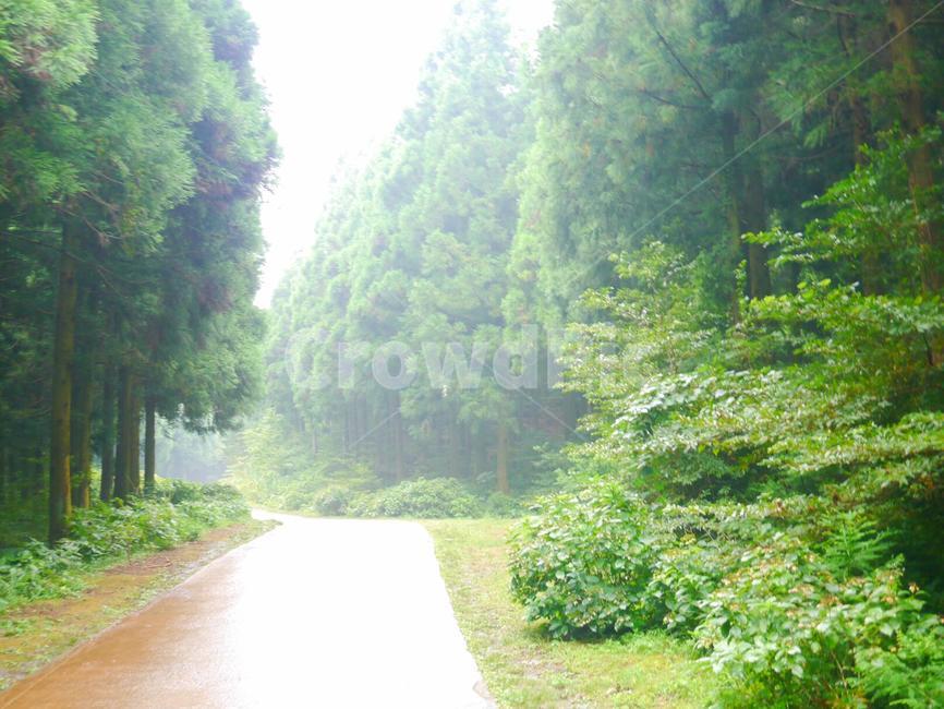 산책로,숲,나무,여름,공원,아침,풀,산책