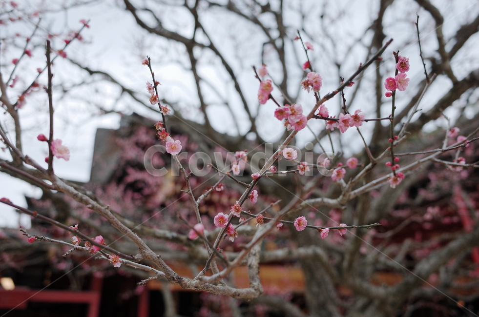 plant,식물,flower,blossom,꽃