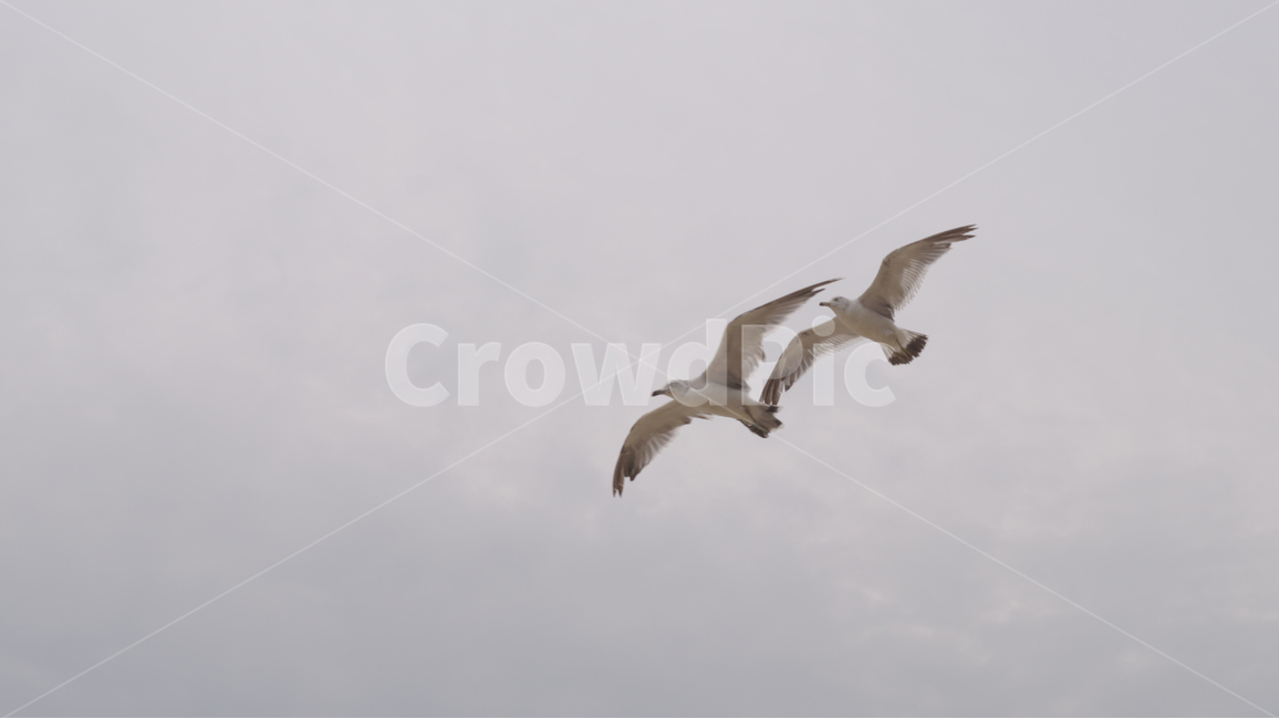 갈매기,새,seagull,비행,하늘,bird,동물,animal,조류,새,birds