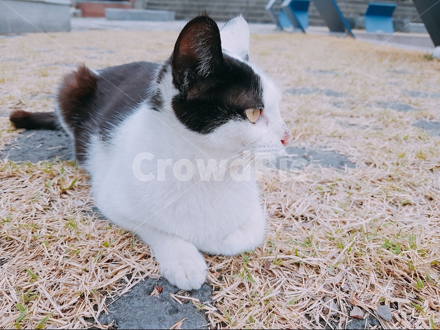 고양이,동물,길고양이,cat,animal,냐옹이,길거리,식빵,동물,animal,포유류,mammal,고양이,cat,kitten,kitty