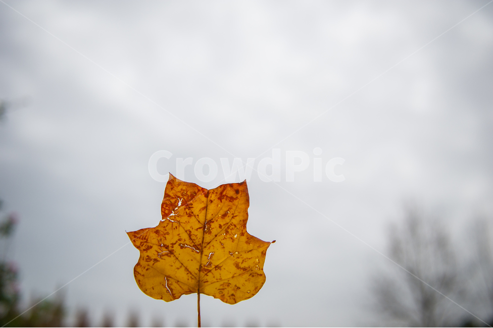 보성,전라남도,nature,자연,나뭇잎,가을,낙옆,autumn,feuillesmortes,foliage,가을,계절,fall,autumn,season,식물,자연,plants,nature,leaf,잎,plant,tree,나무