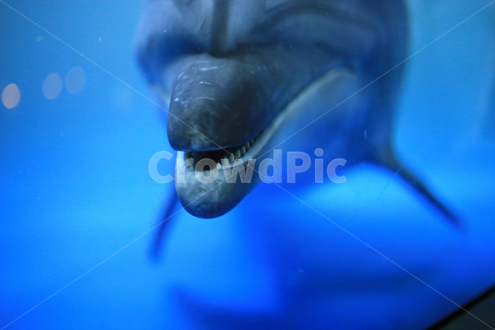 marine animals,ocean,Dolphin,mammalia,In the sea,aquarium