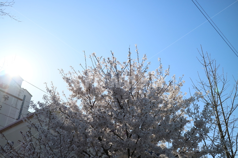 벚꽃,꽃,나무,봄,하늘,plant,식물
