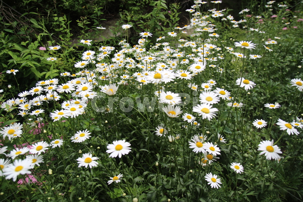 꽃,하얀꽃,코스모스,플라워,꽃만발,식물,자연,plants,nature,꽃,flower
