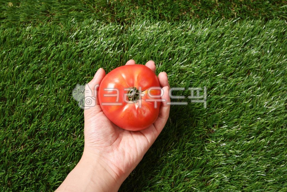 Tomato Dishes,fruit,tomato,vegetable,food