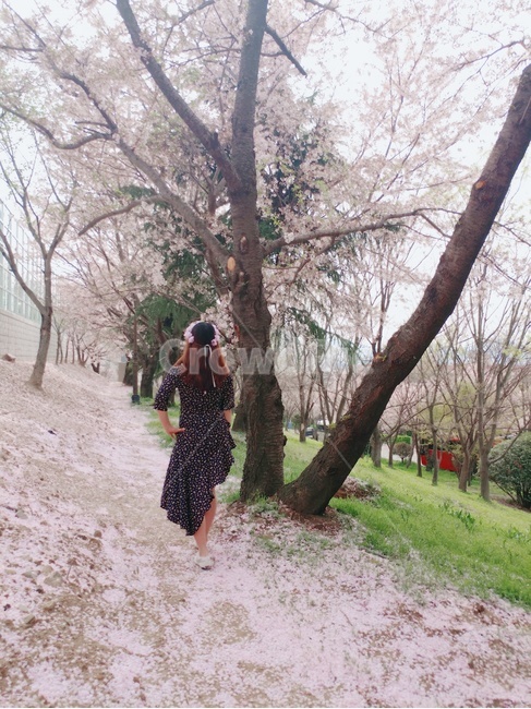 여자,girl,벚꽃,꽃길,cherryblossom,flowerway,pink,분홍,나무,tree,인간,사람,human,person,pinkroad